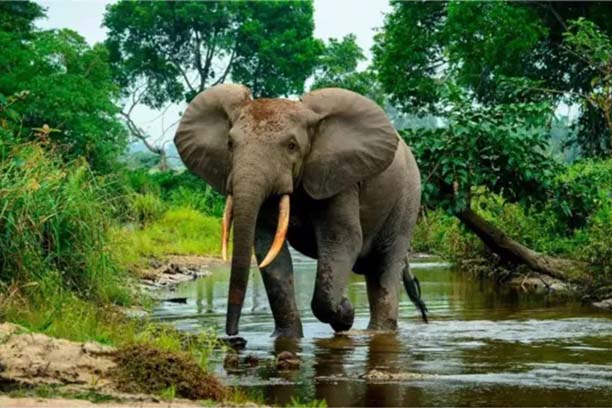 image elephant